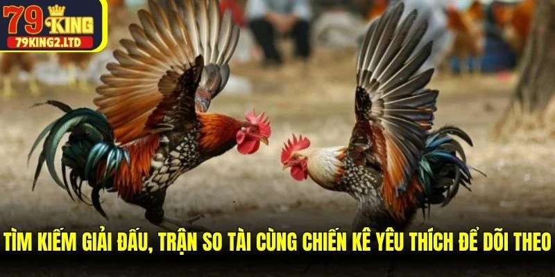 Tìm kiếm giải đấu, trận so tài cùng chiến kê yêu thích để dõi theo